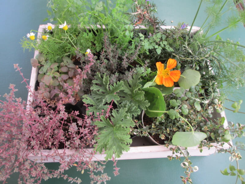 ハーブのある生活 画像